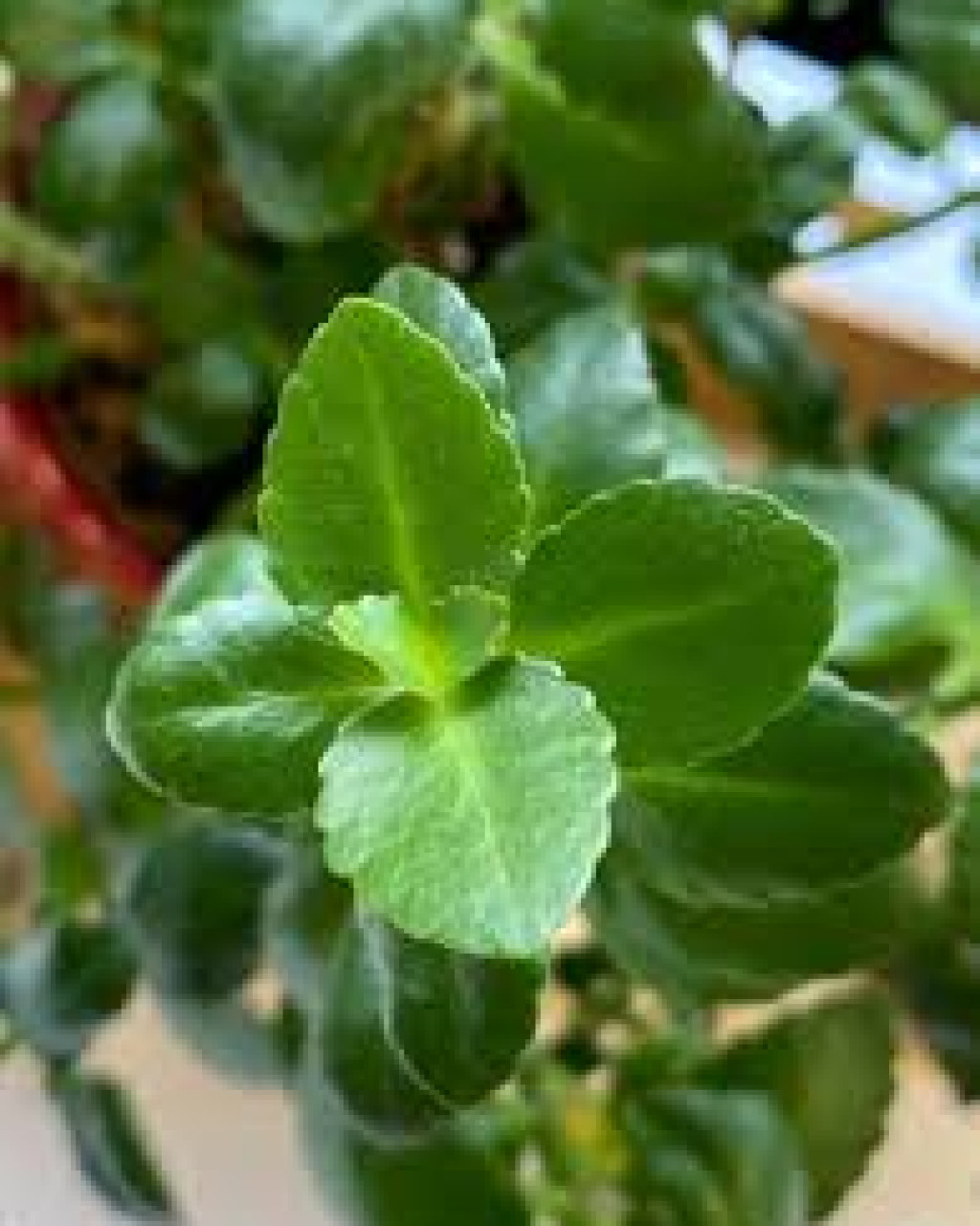 Kalanchoe crenata