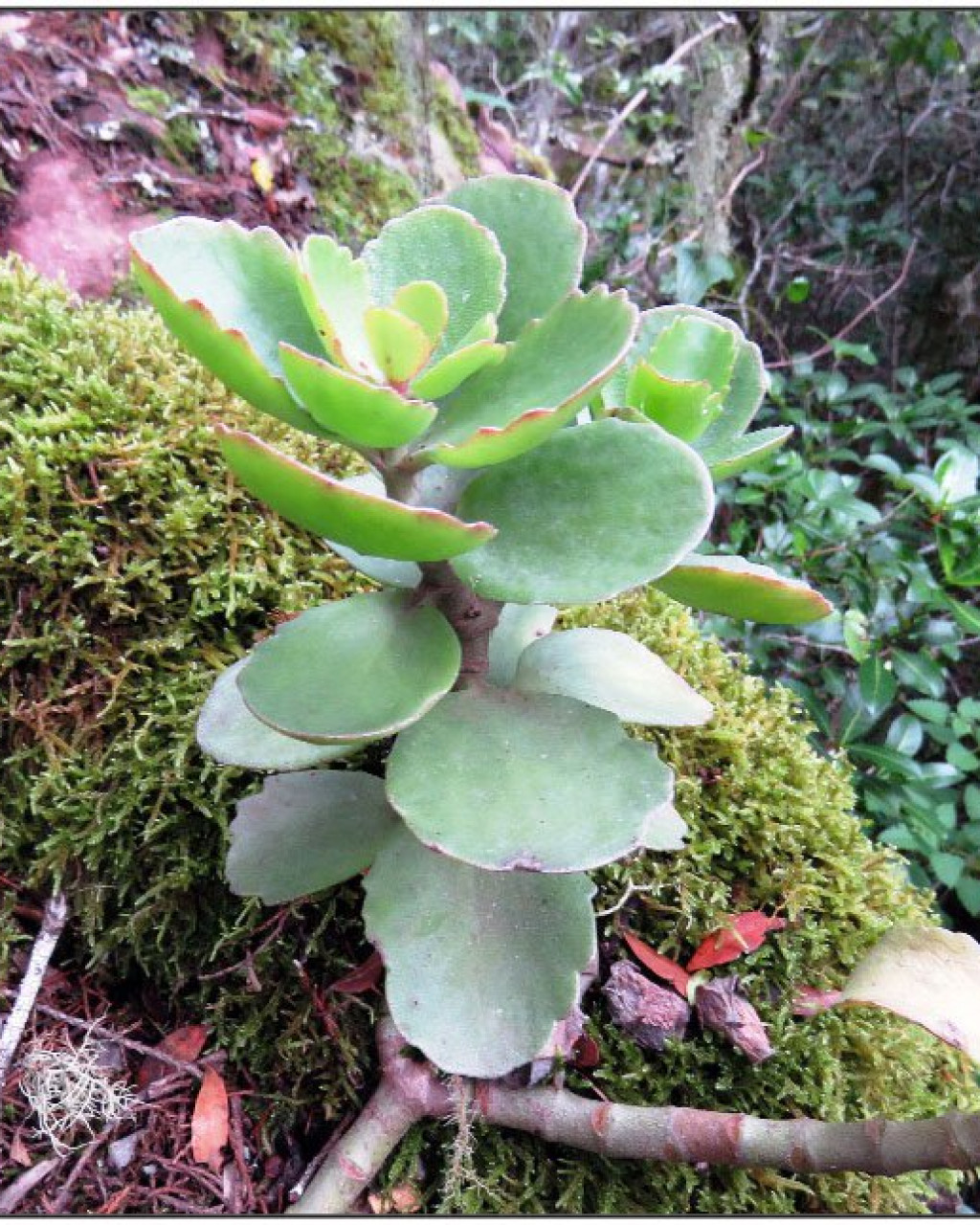 Kalanchoe crundallii
