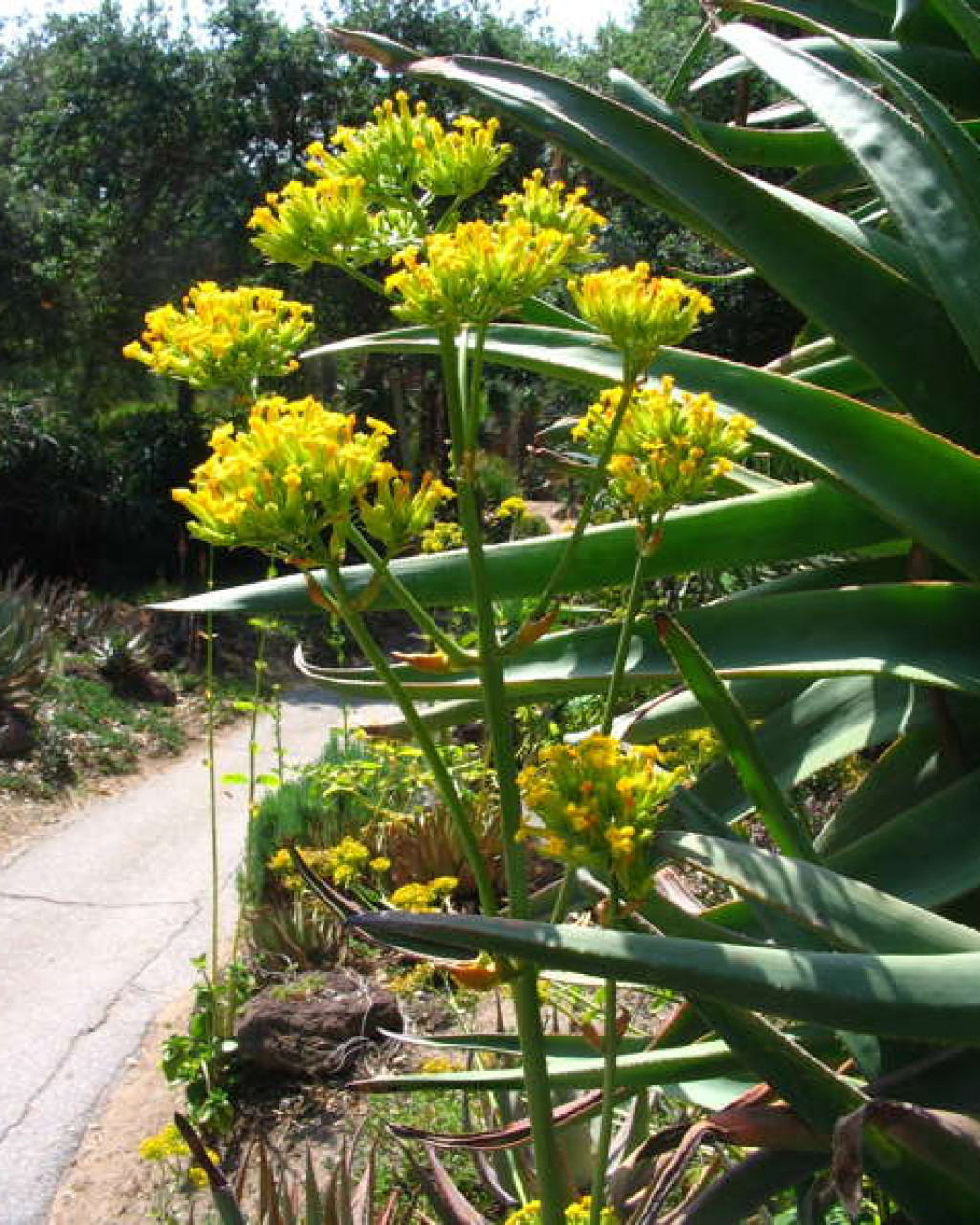 Kalanchoe densiflora