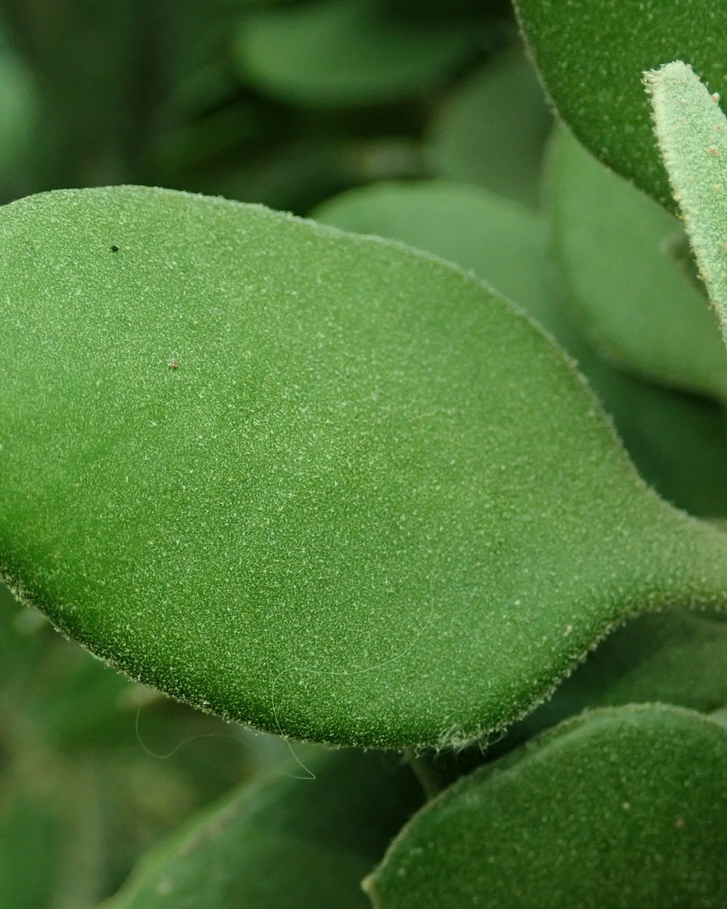 Kalanchoe dinklagei