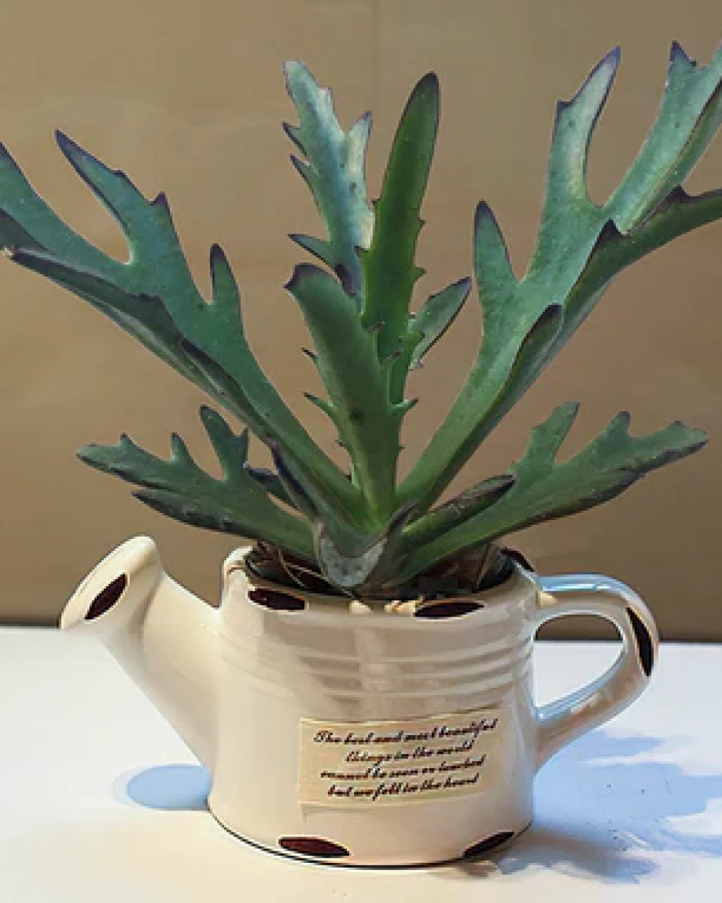 Kalanchoe 'Elk Antlers'
