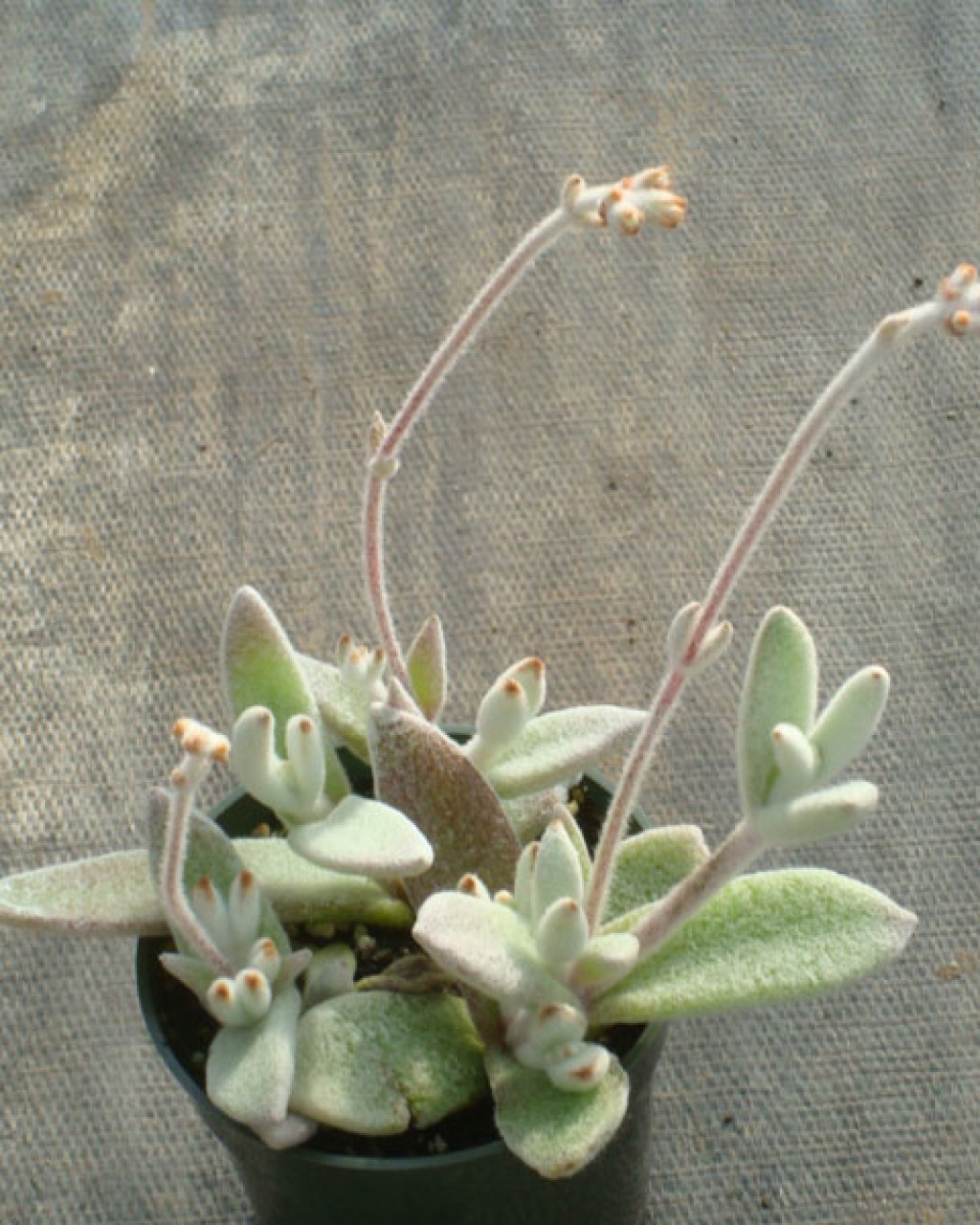 Kalanchoe Eriophylla
