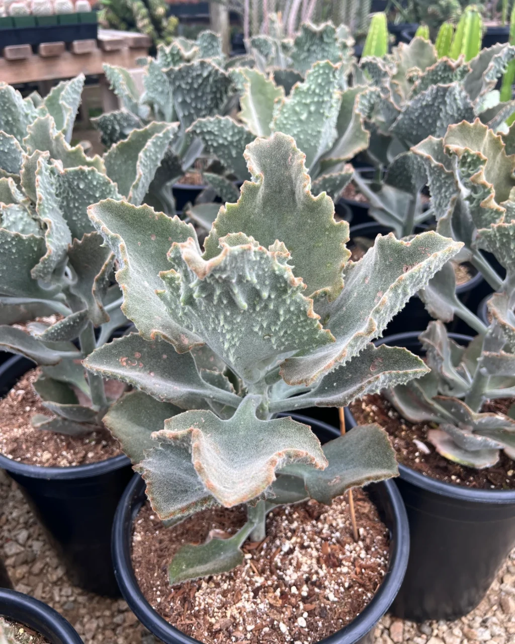 Kalanchoe 'Fang'