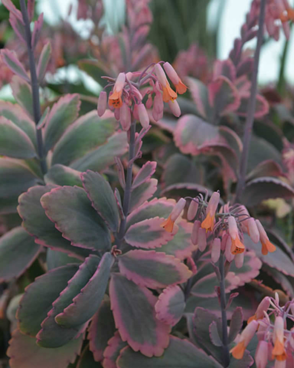 Kalanchoe fedtschenkoi 'Painted Butterfly'
