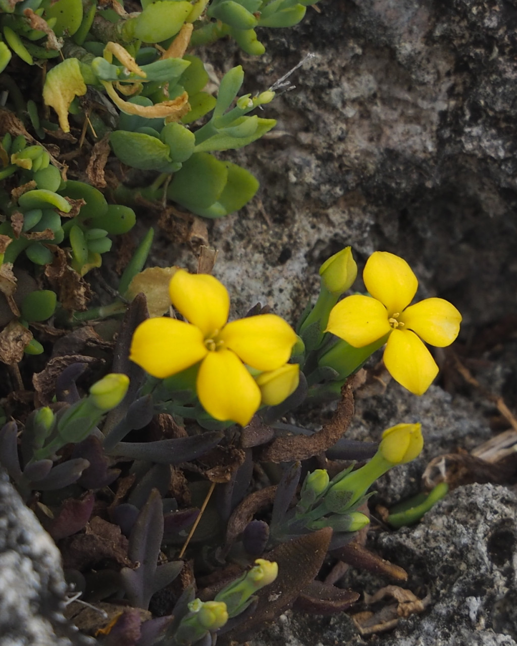 Kalanchoe garambiensis
