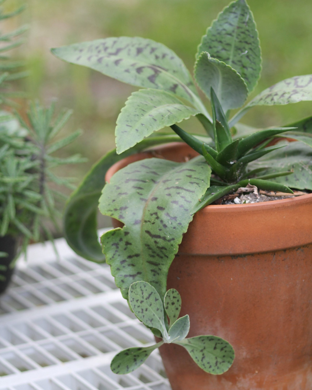 Kalanchoe gastonis-bonnieri