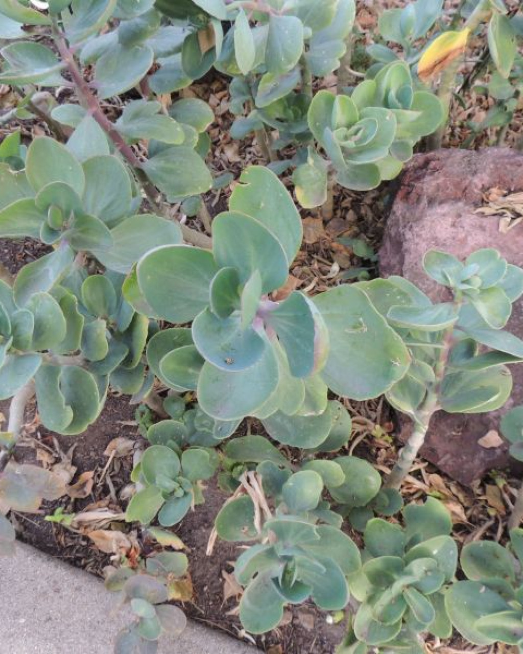 Kalanchoe grandiflora