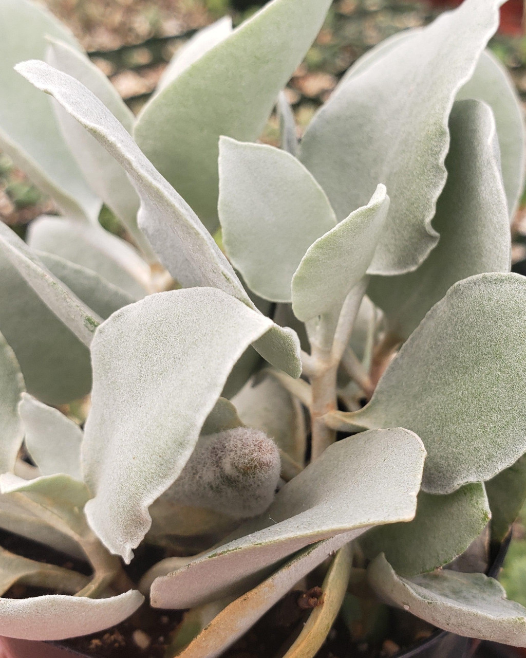 Kalanchoe hildebrandtii