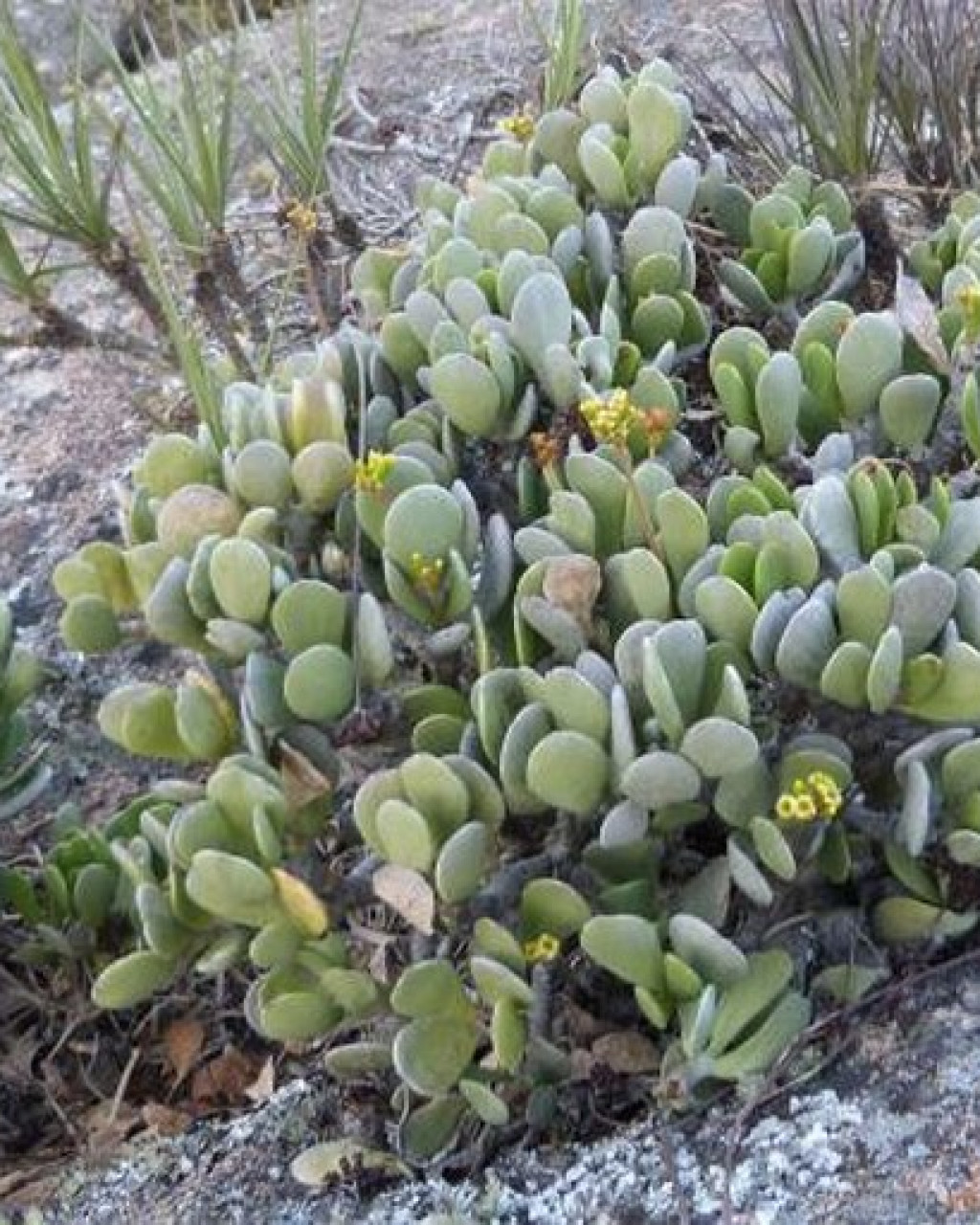 Kalanchoe integrifolia