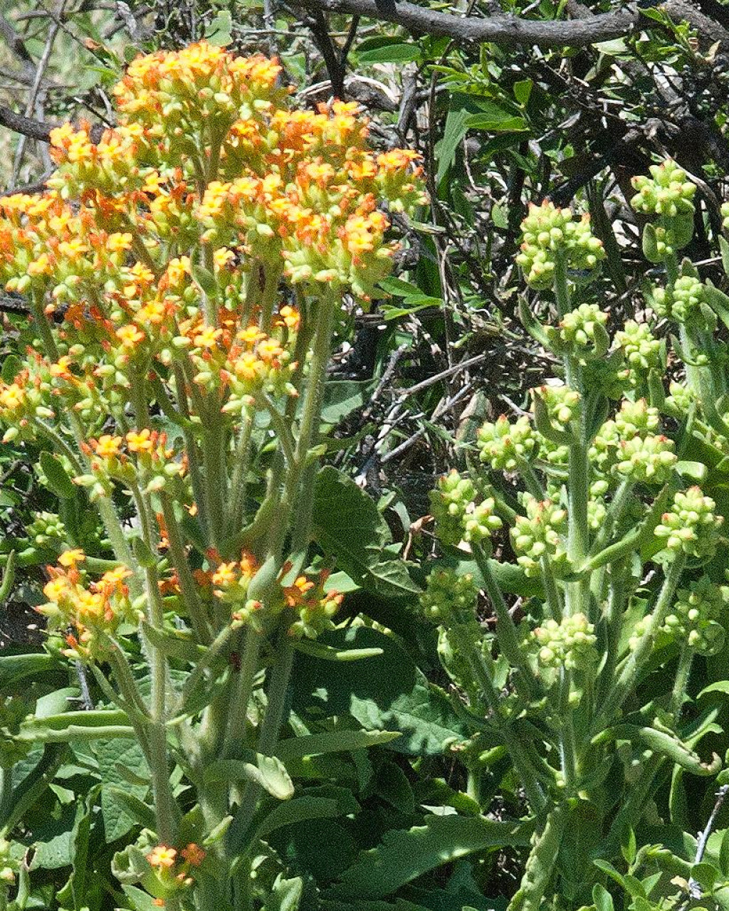 Kalanchoe lanceolata