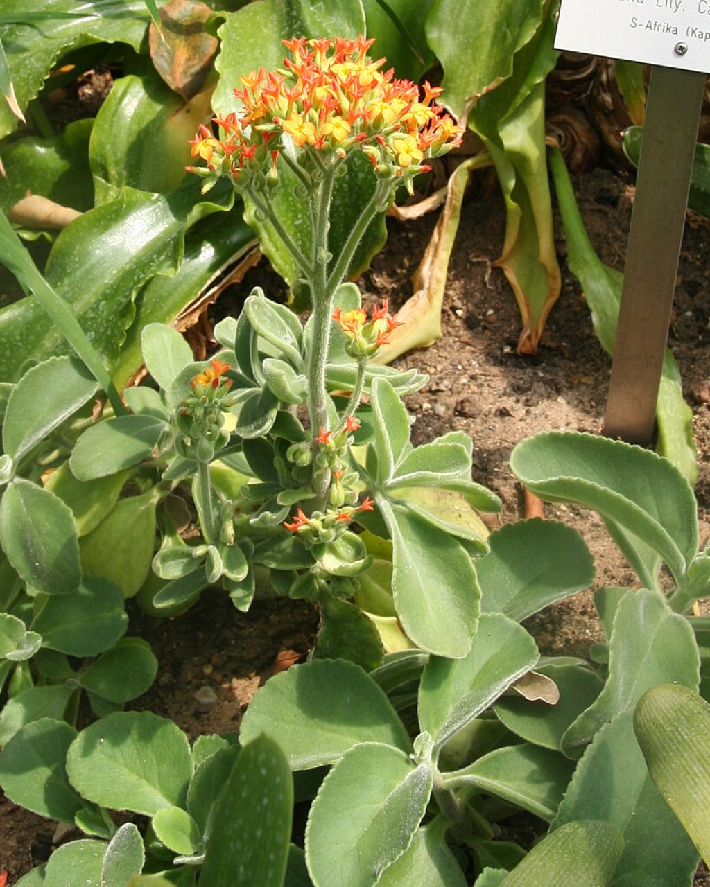 Kalanchoe lateritia