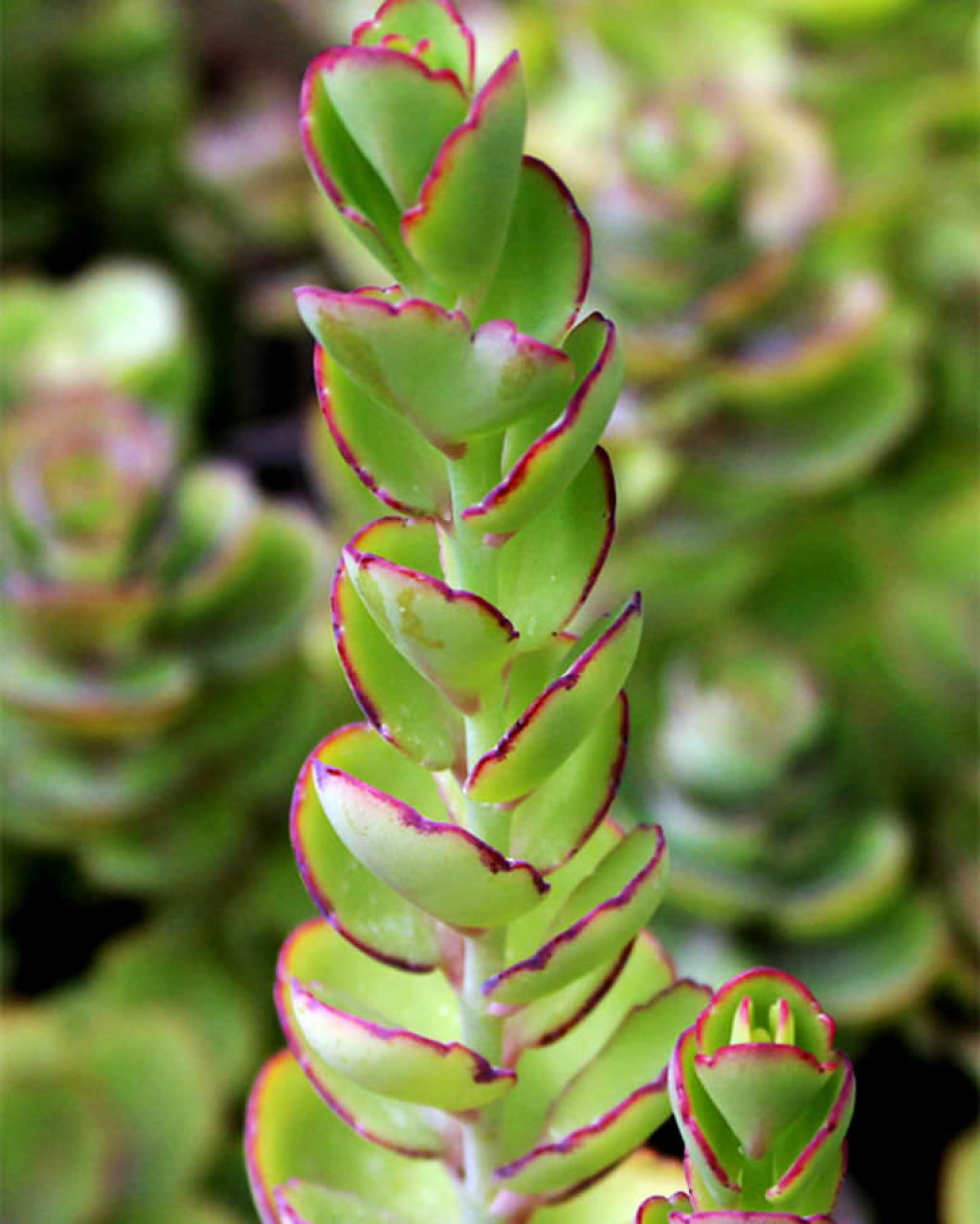 Kalanchoe laxiflora