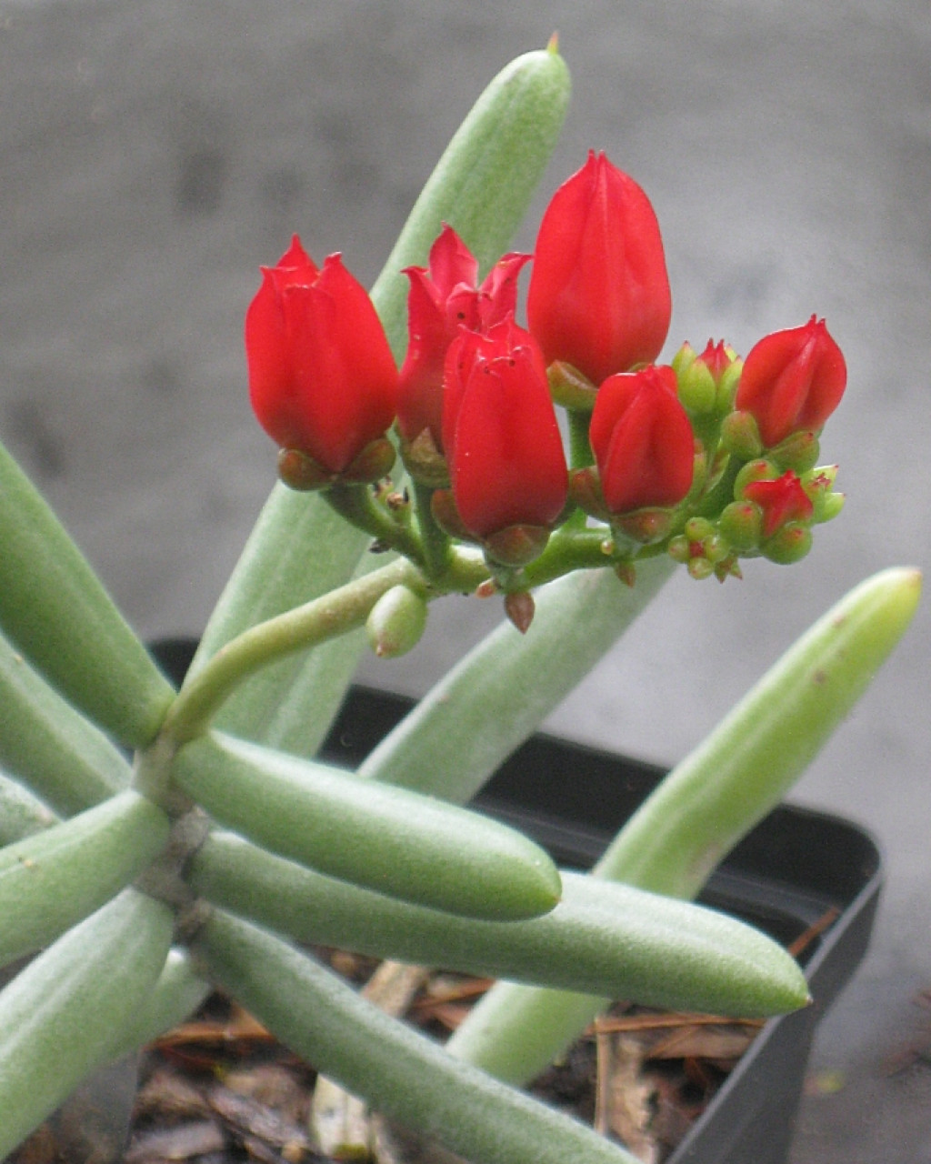 Kalanchoe linearifolia