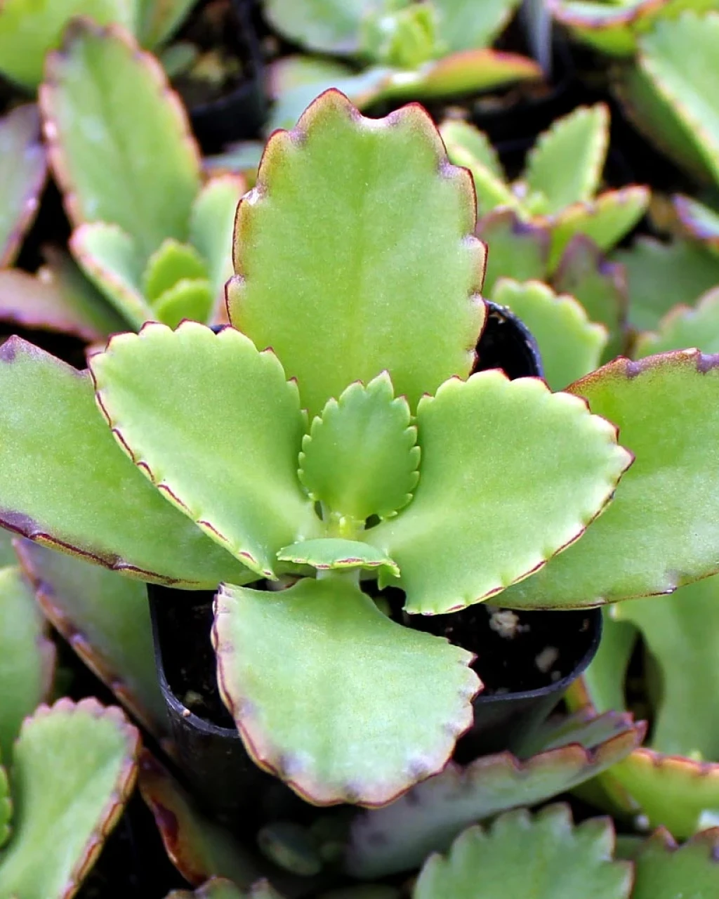 Kalanchoe longiflora