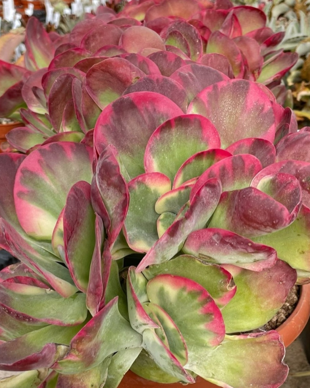 Kalanchoe luciae 'Fantastic'