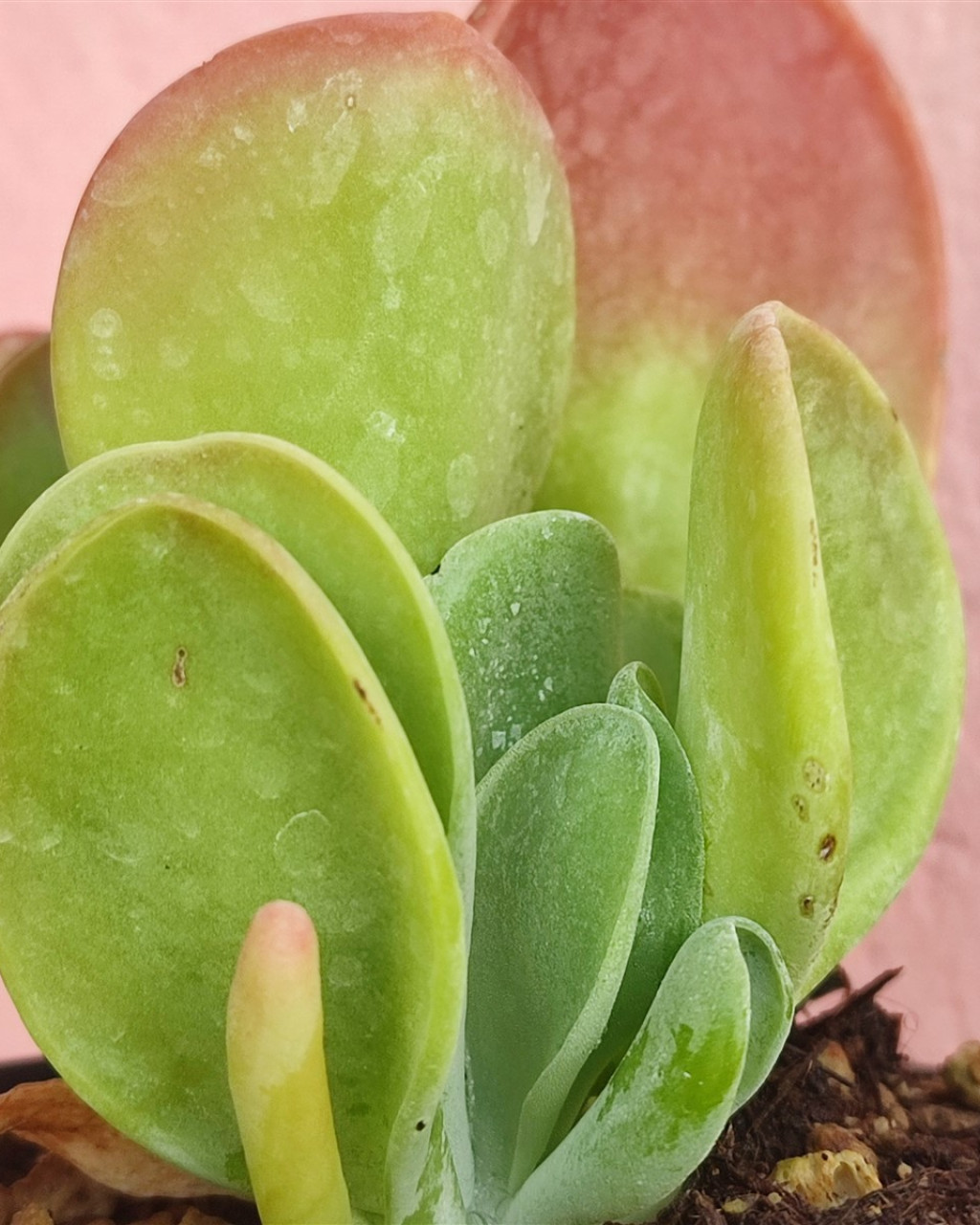 Kalanchoe luciae 'Oricula'