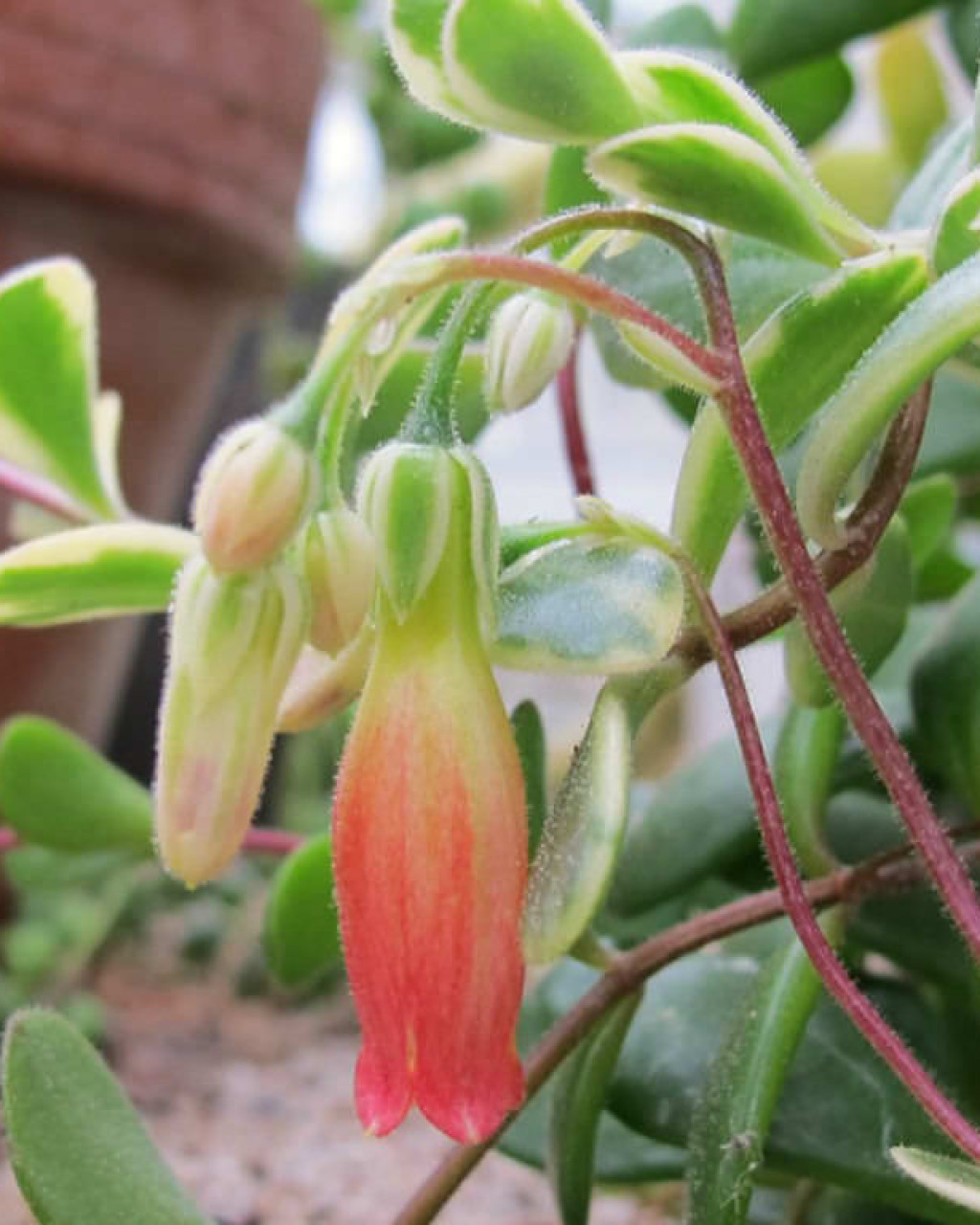 Kalanchoe manginii 'Variegata'