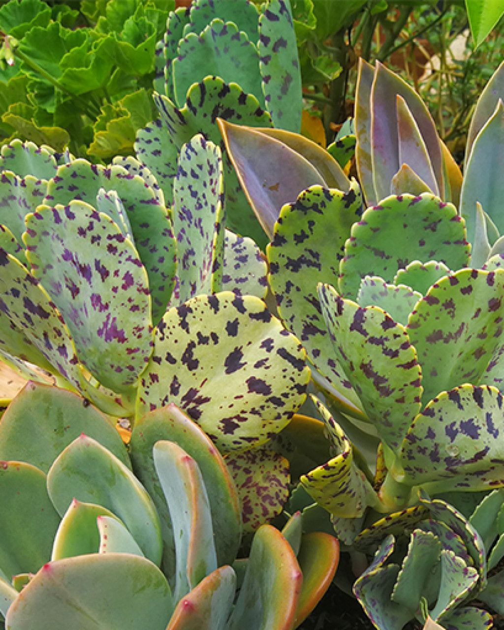 Kalanchoe marmorata