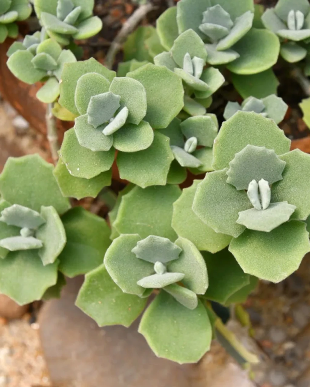 Kalanchoe millotii
