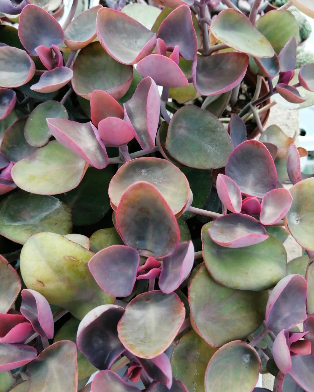 Kalanchoe nyikae