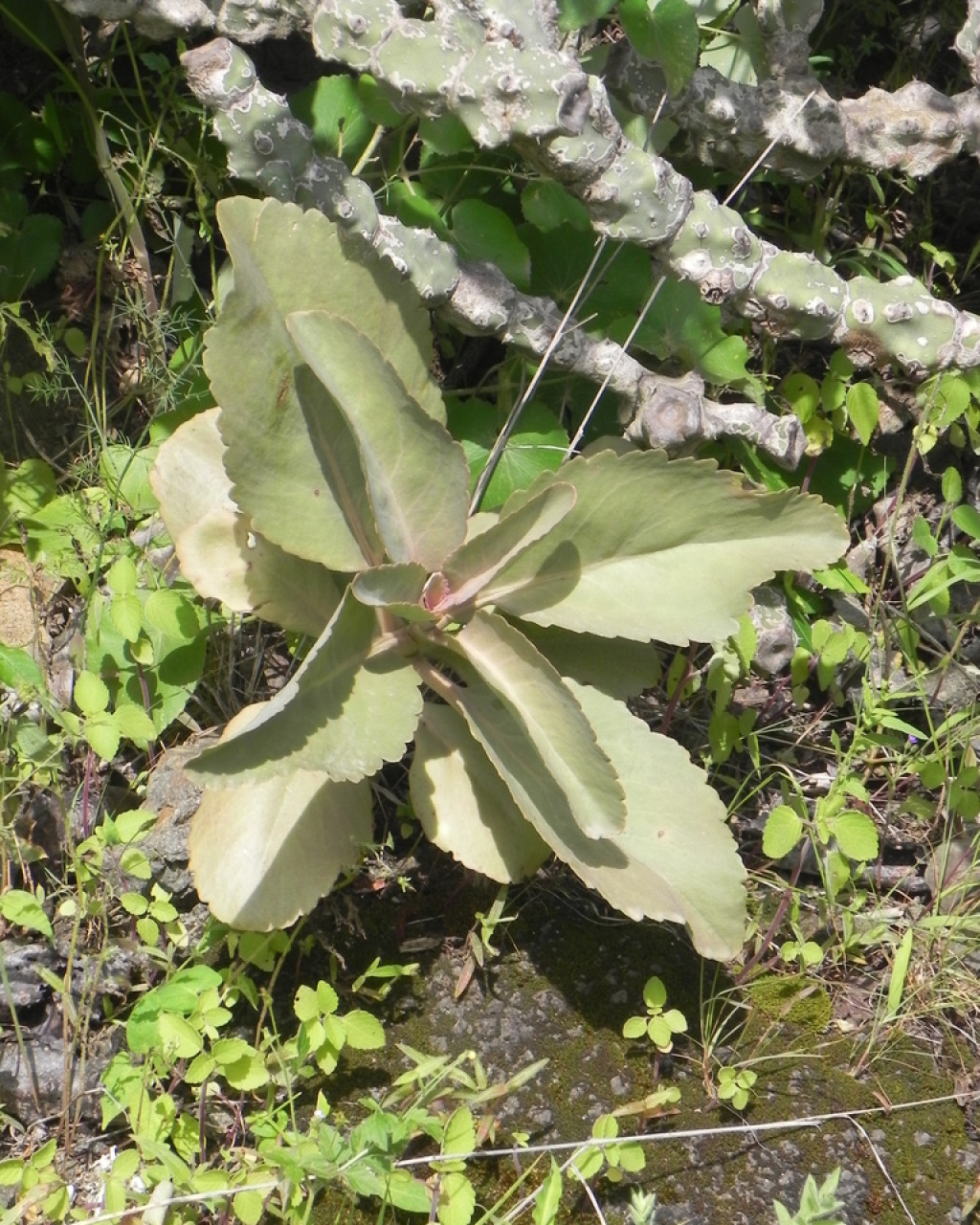 Kalanchoe olivacea