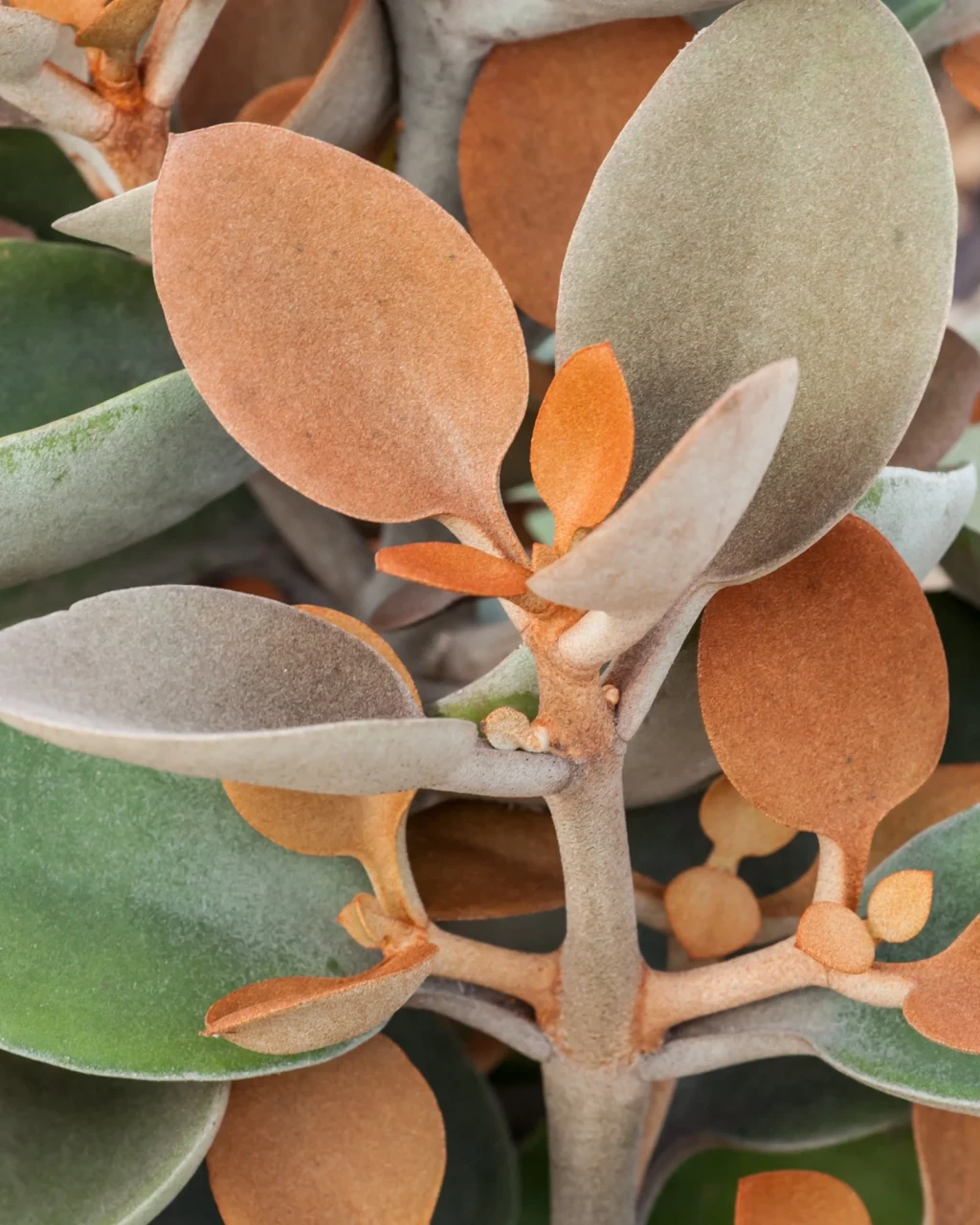 Kalanchoe orgyalis