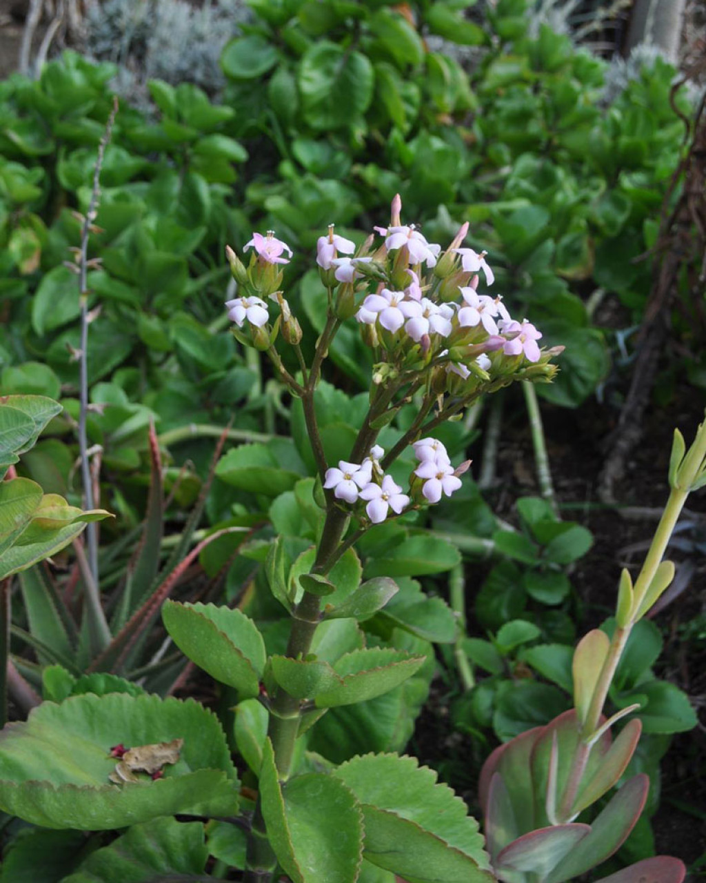 Kalanchoe petitiana