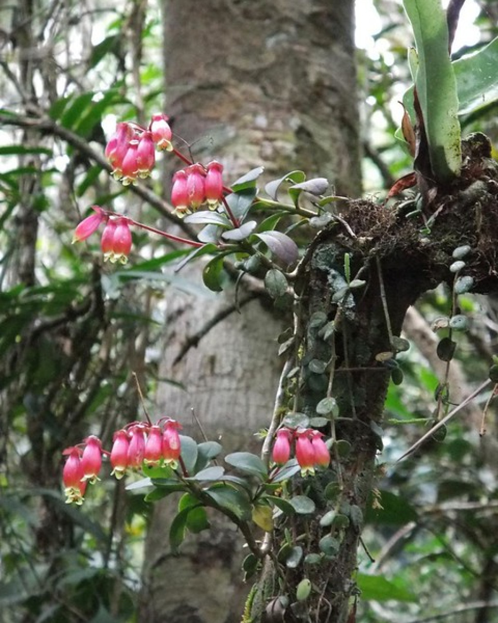 Kalanchoe porphyrocalyx