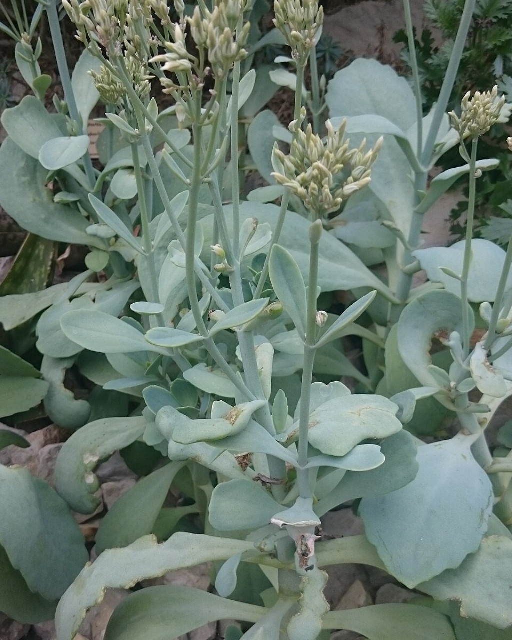 Kalanchoe prittwitzii