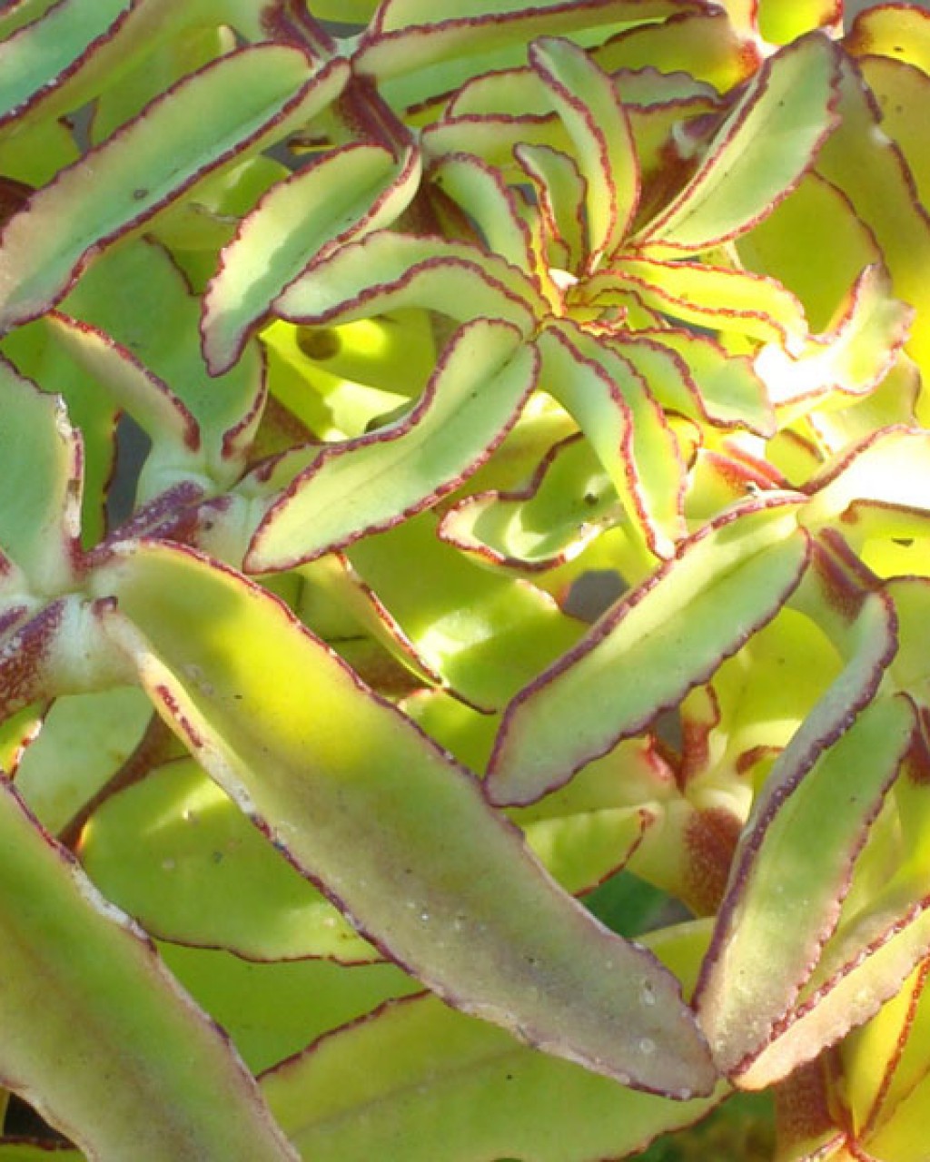 Kalanchoe Prolifera