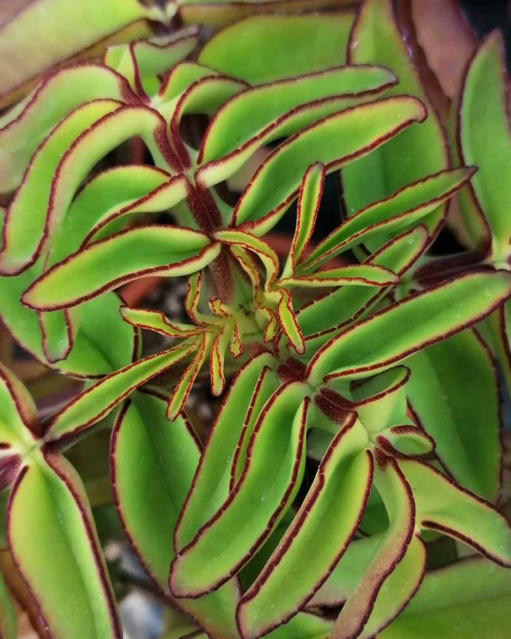 Kalanchoe prolifera
