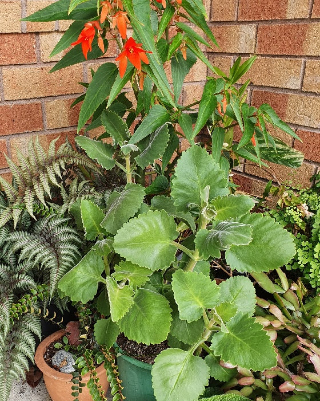 Kalanchoe pubescens