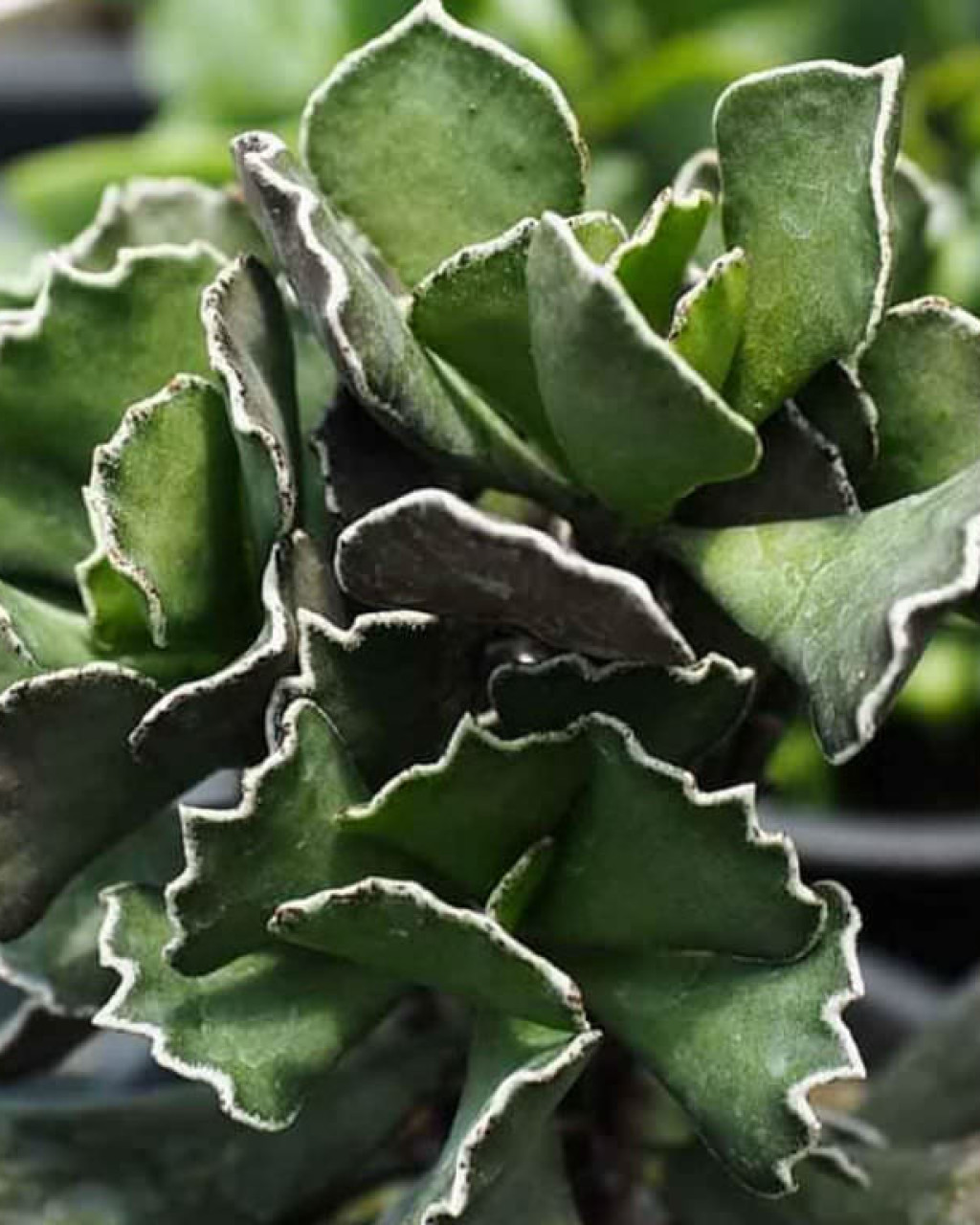 Kalanchoe rhombopilosa var. viridifolia