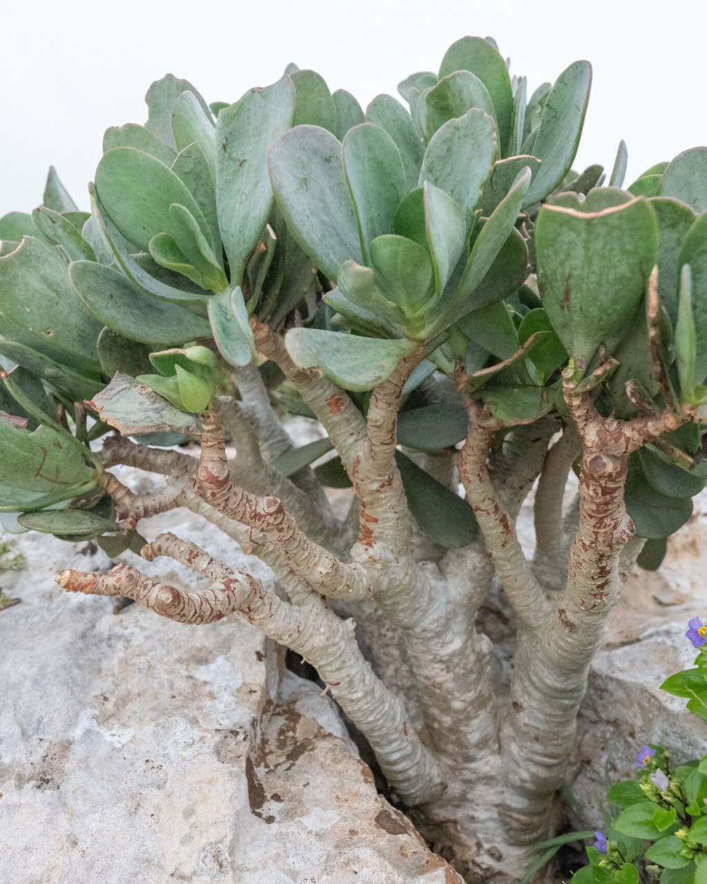 Kalanchoe robusta