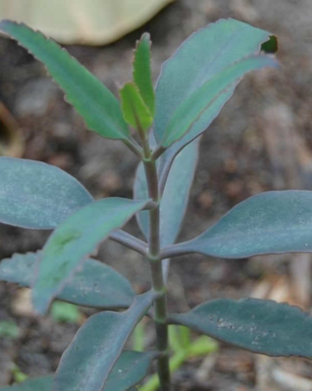 Kalanchoe rosei
