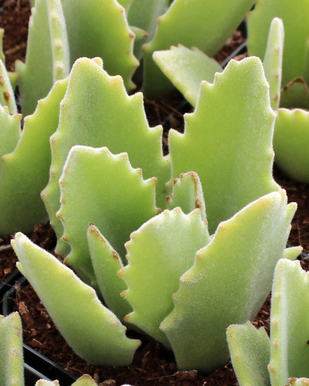 Kalanchoe 'Roseleaf'
