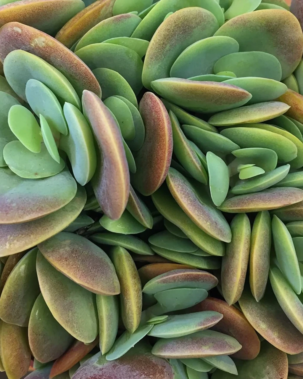 Kalanchoe rotundifolia