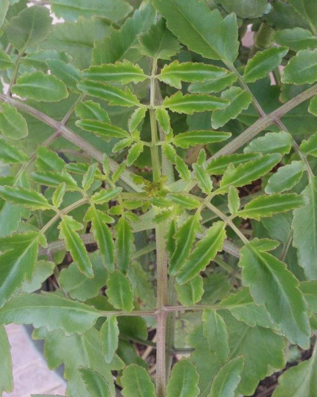 Kalanchoe rubella