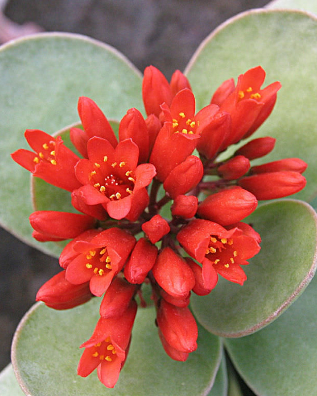 Kalanchoe scapigera