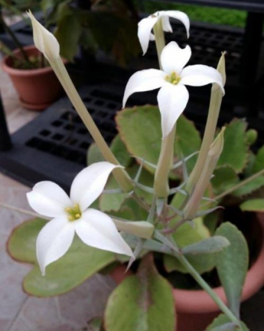 Kalanchoe schimperiana