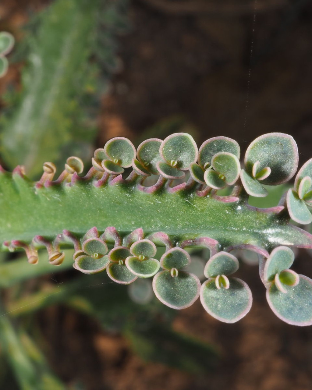 Kalanchoe serrata