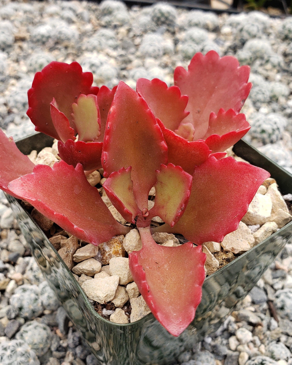 Kalanchoe sexangularis