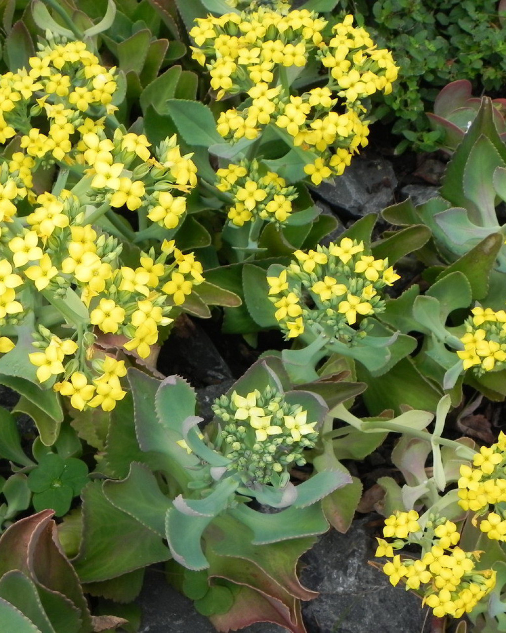 Kalanchoe spathulata
