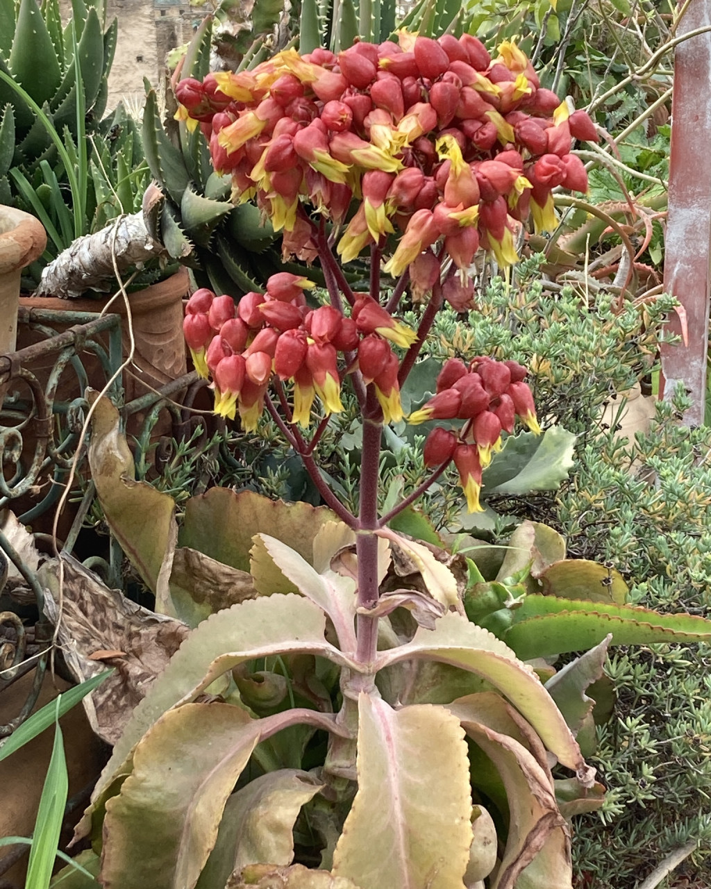 Kalanchoe suarezensis