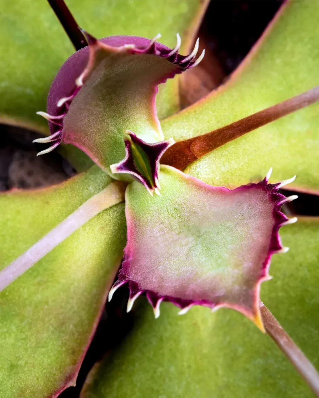 Kalanchoe synsepala