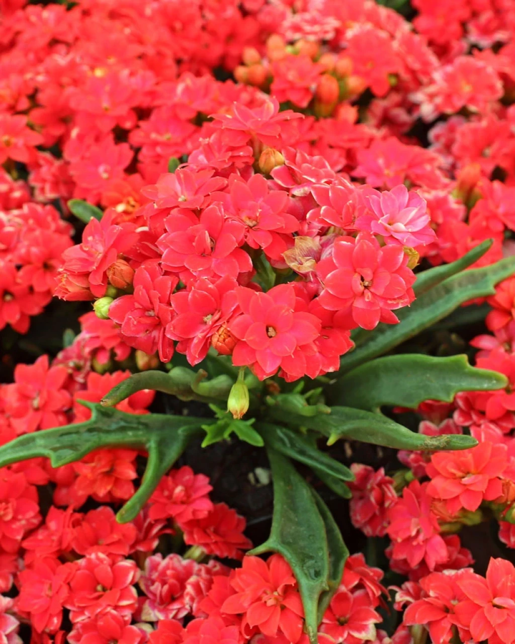Kalanchoe 'Tarantula'