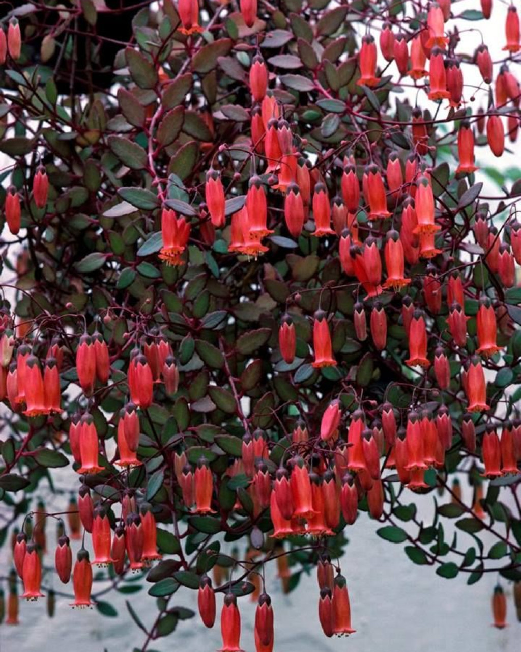 Kalanchoe 'Tessa'