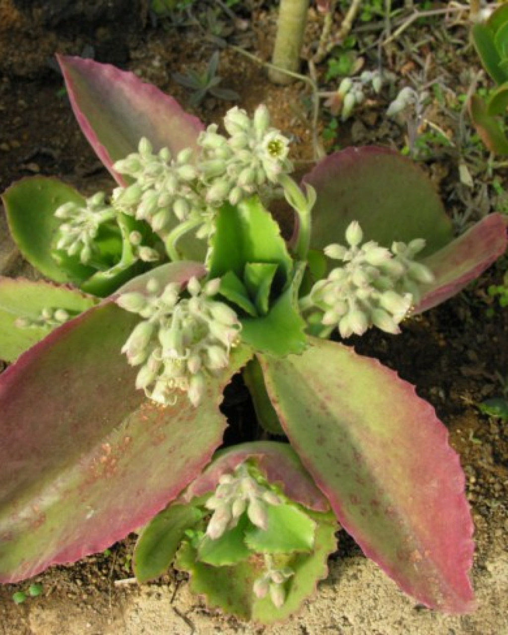 Kalanchoe tetraphylla