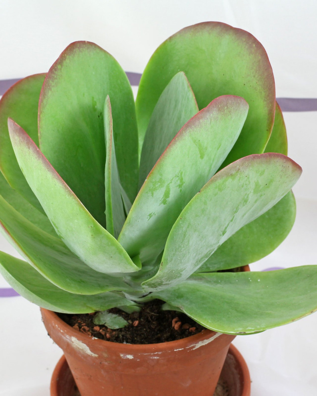 Kalanchoe thyrsiflora