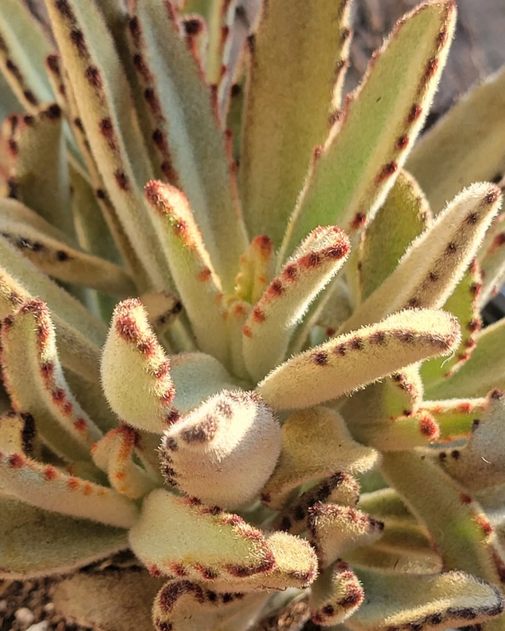 Kalanchoe tomentosa 'Golden Girl'